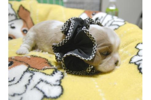 成約済の埼玉県のキャバリアキングチャールズスパニエル-52510の4枚目